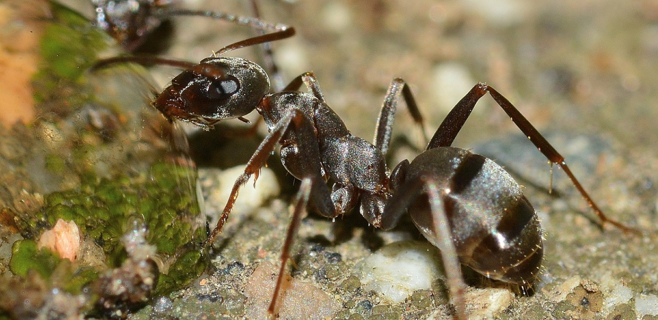 Best Ant Extermination in San Antonio