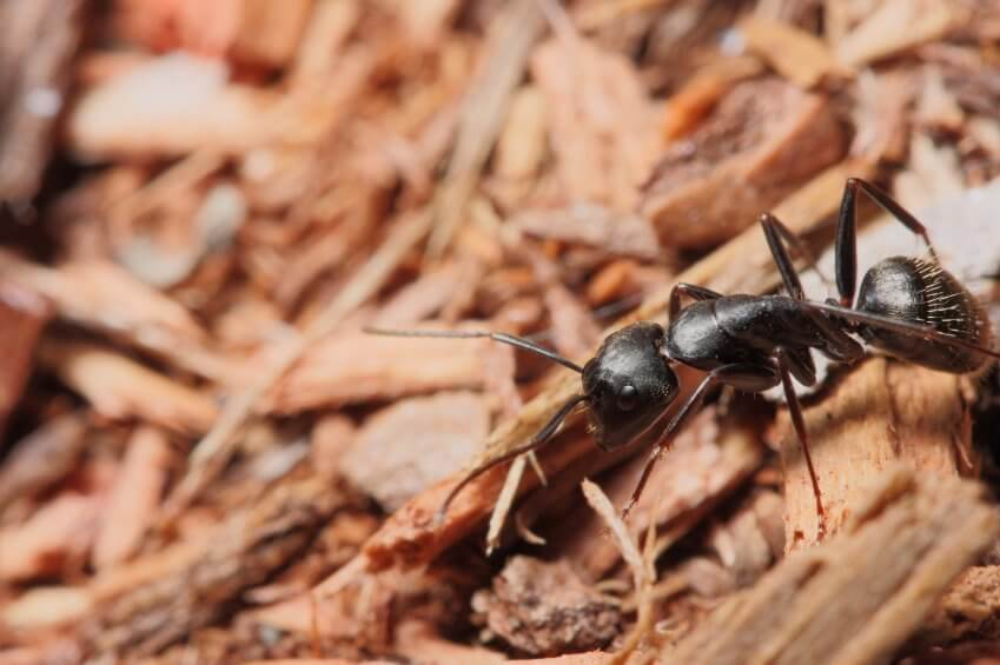 Ant Extermination in San Antonio