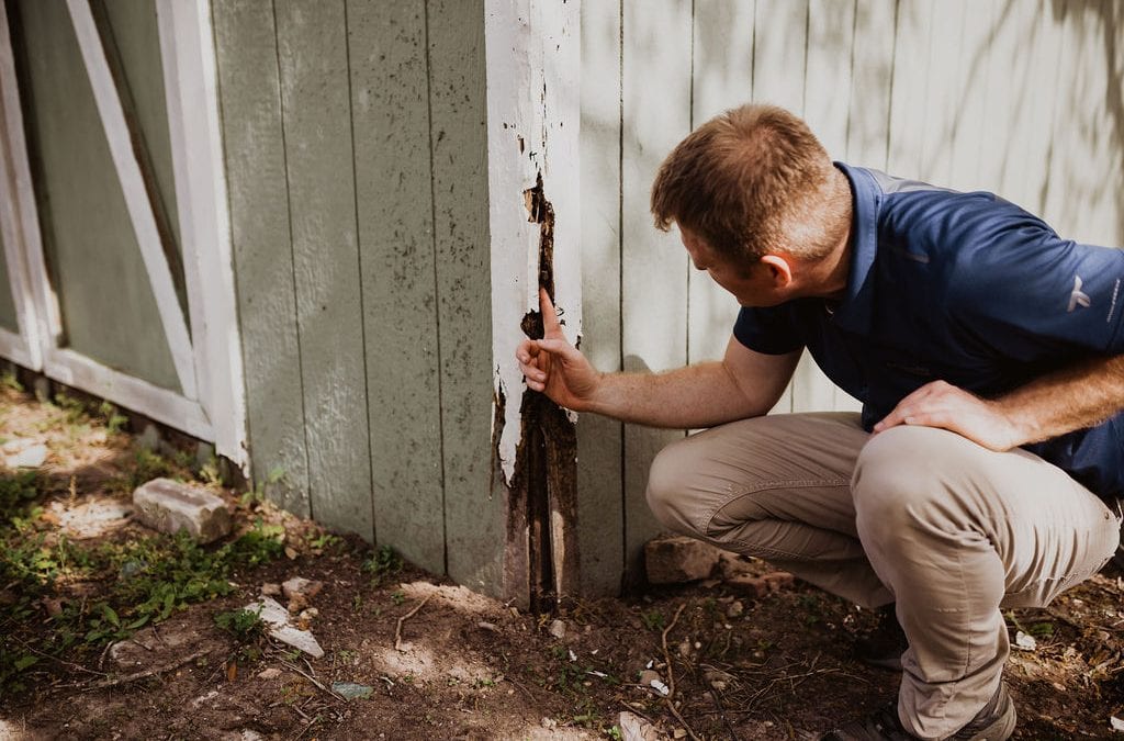 Termite Inspection in Castle Hills TX