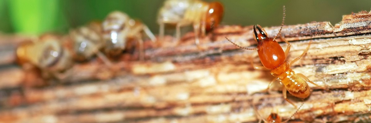 Ant Pest Control Sydney Ideas to Get a Peaceful Environment