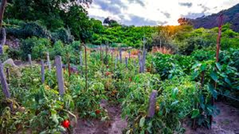 Raised Garden Bed Market Industry Trends, Demands, Revenue by 2027 | Minerva Naturals, Agro Green Biolife, Sharad Agro Engineers, Vegepod Singapore, Costco Wholesale Corporation