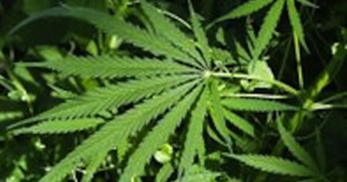 Bookkeeping In Cannabis Industry