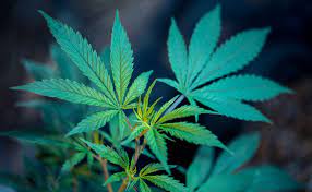 Bookkeeping In Cannabis Industry New Jersey