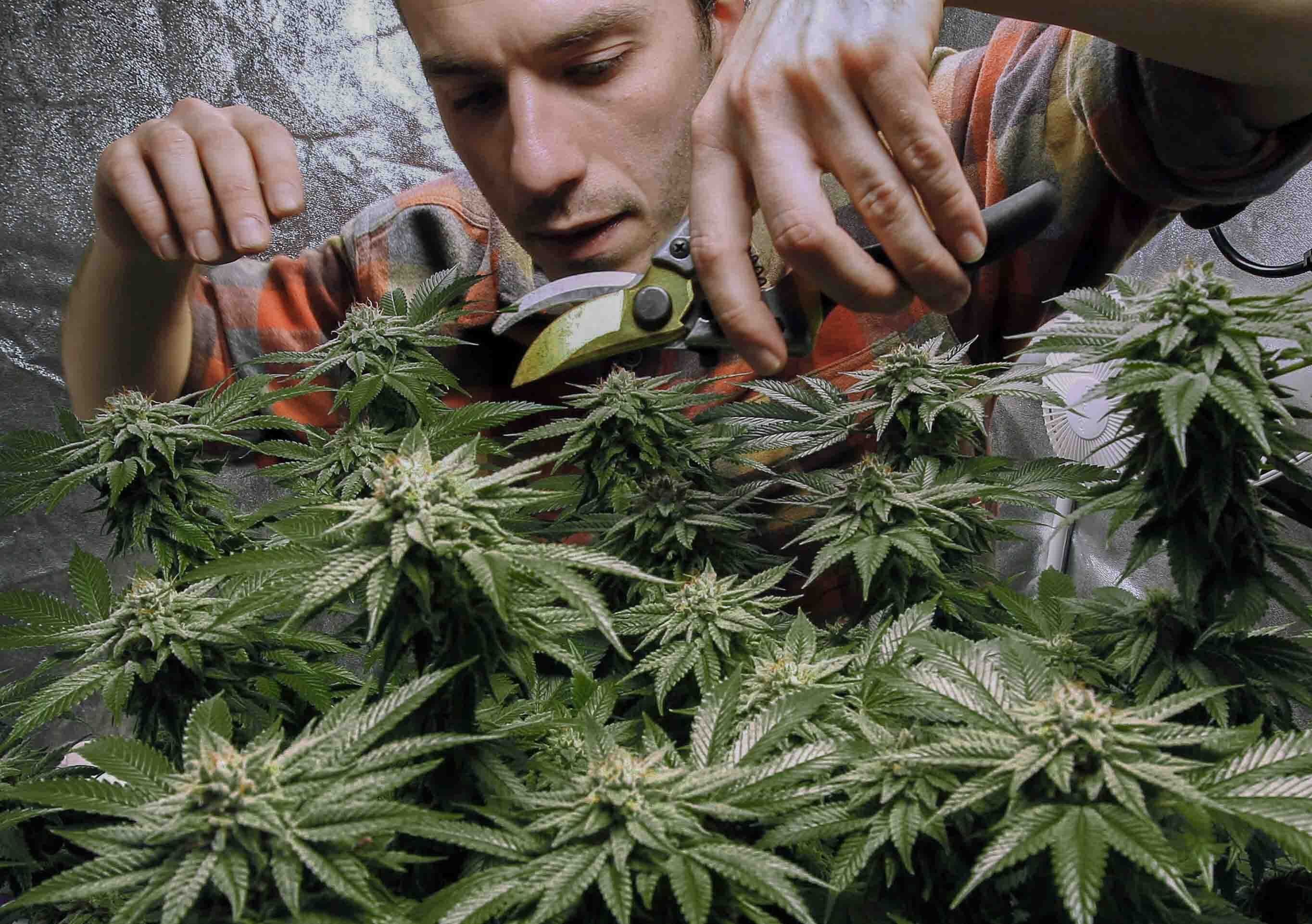 Tax Planning For Cannabis New Jersey