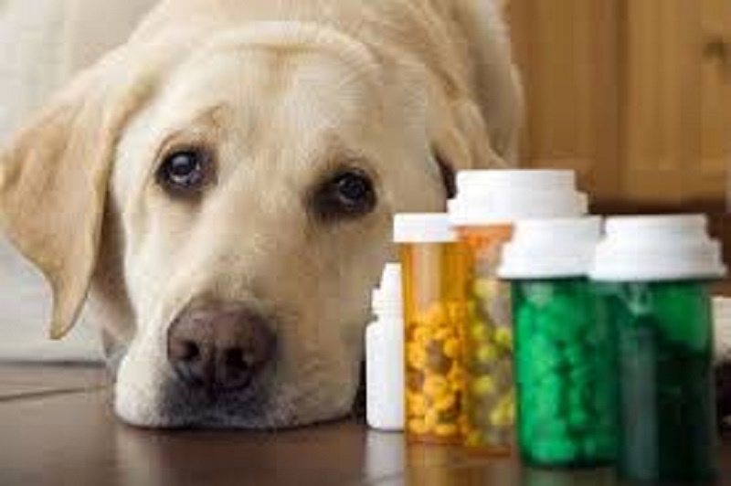 Veterinary Pain Management Market to See Astonishing Growth by 2018-2025 Leading Players Are Boehringer Ingelheim, Zoetis, Elanco, Merck Animal Health, Bayer, Norbrook Laboratories.