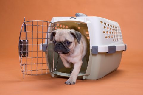 Choosing The Best Quality Service For Pet Transport In Melbourne