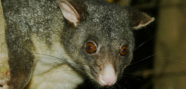Possum Removal Service at your doorstep