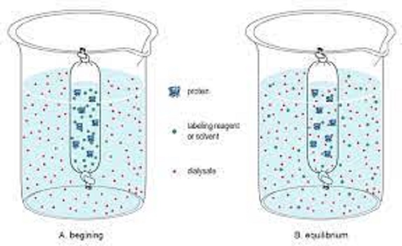 Equilibrium Dialysis Market to Witness Massive CAGR Growth of 8.60% with Innovative Technology | Key Competitors Are opportunities by he Nest Group, Inc., Cole-Parmer, Vivaproducts, Inc., Interchim,  Merck KGaA