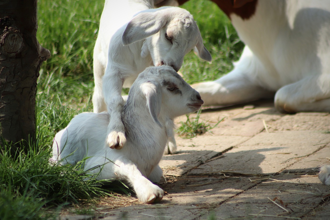 Goats for sale in New South Wales