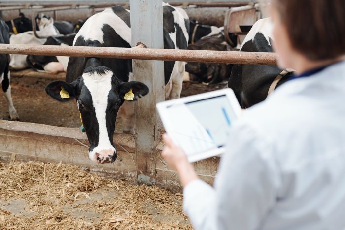Feed Additive Market Expected to Witness a Sustainable Growth over 2025