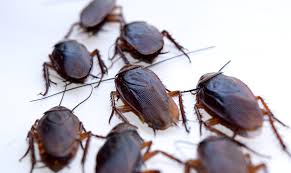 cockroach extermination in Los Angeles