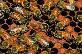 bee removal in Los Angeles