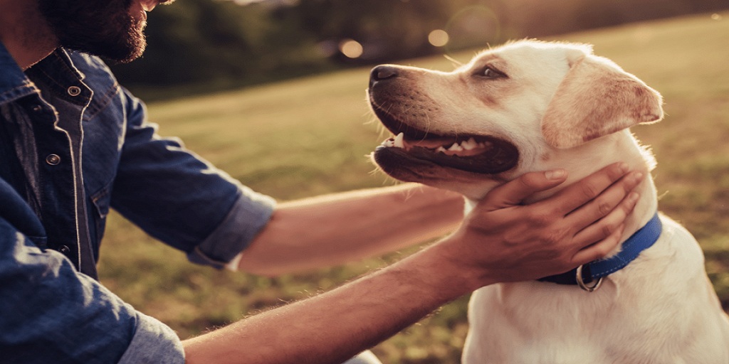 What Are Dental Wipes for Dogs & Why Do You Need Them?