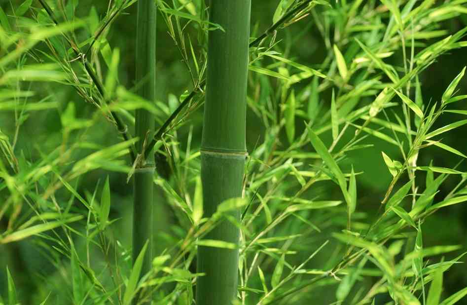 Cây tre có ý nghĩa gì trong giấc mơ của bạn?