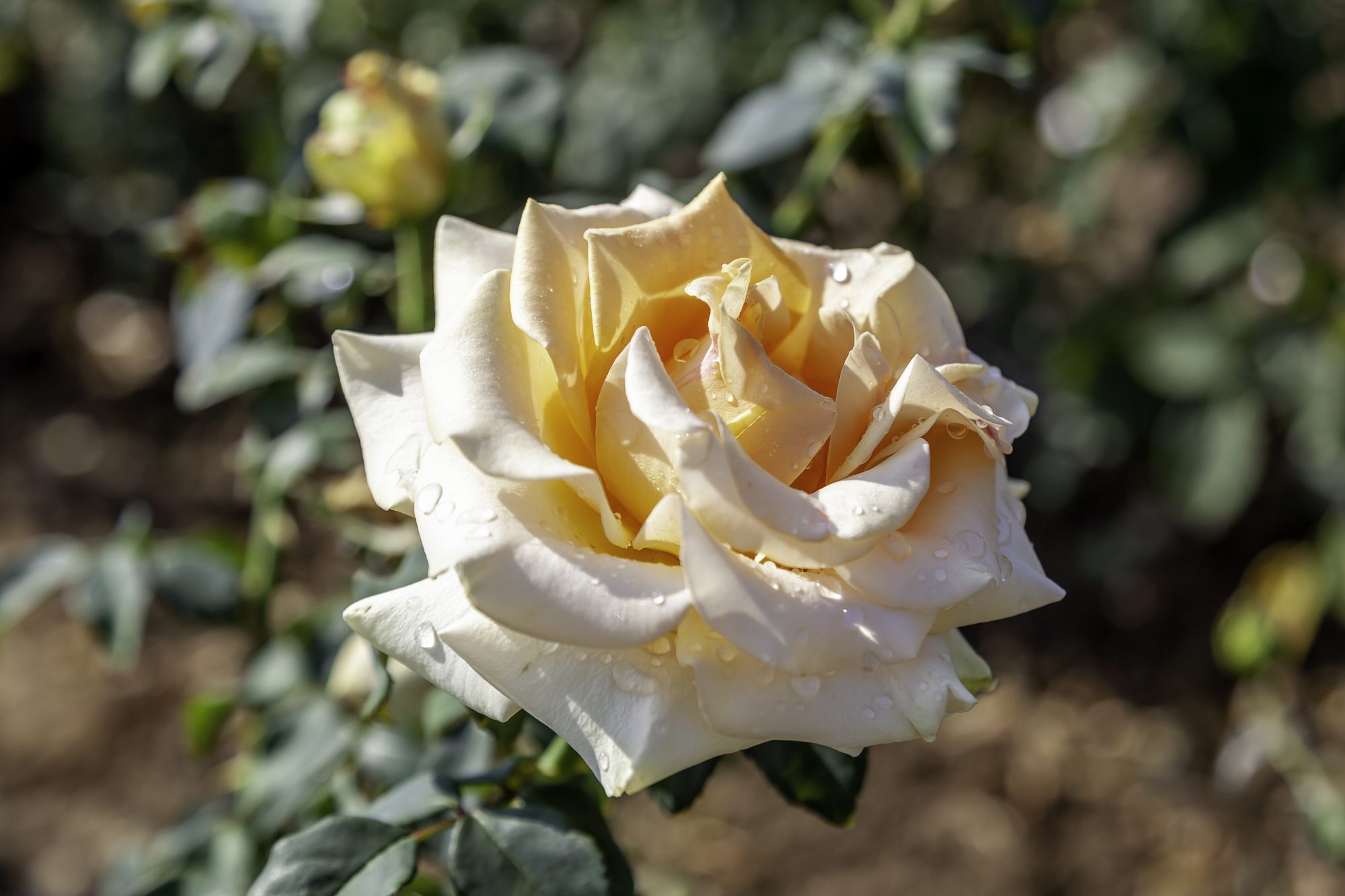 Hybrid Flower Provider in Washington DC