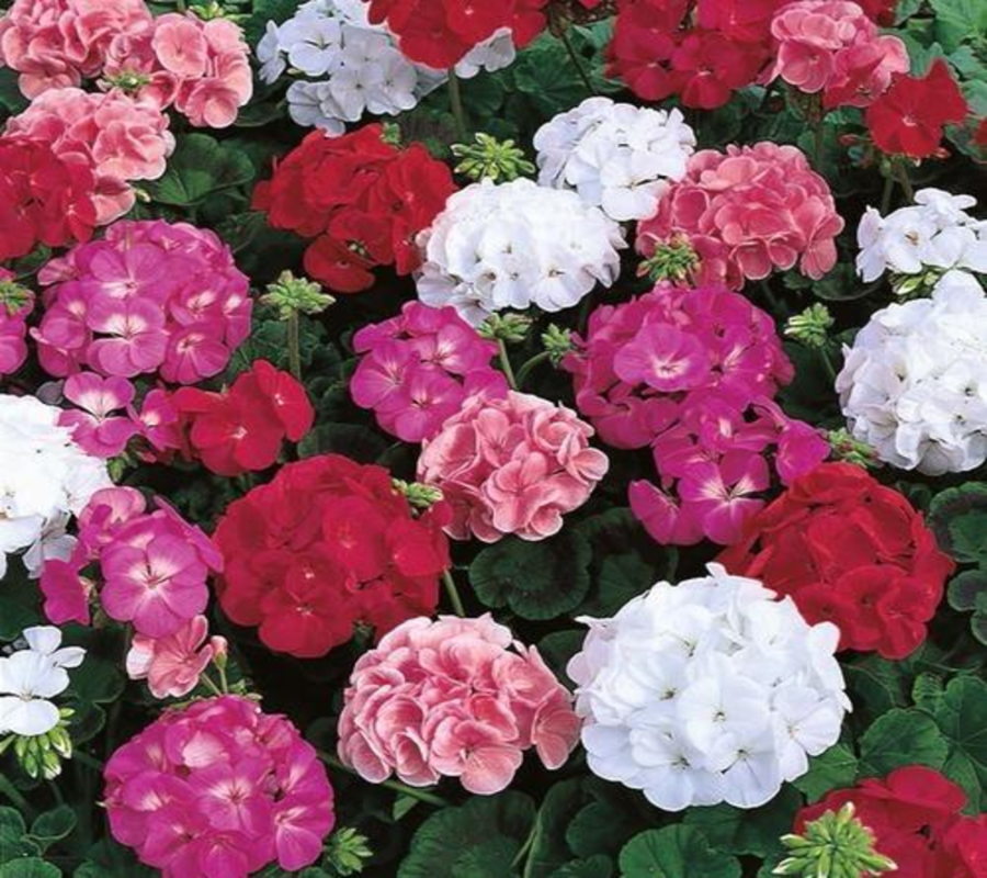 Hybrid Flower Provider in Washington DC