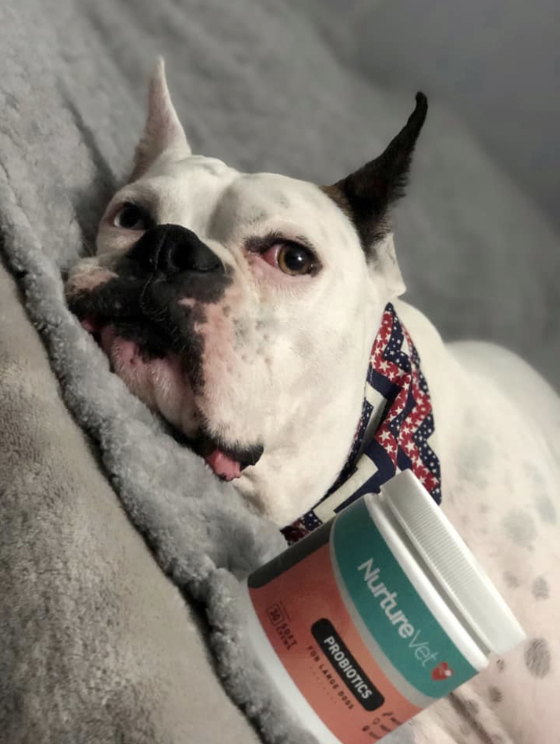 Do dog supplements help my dog's health?