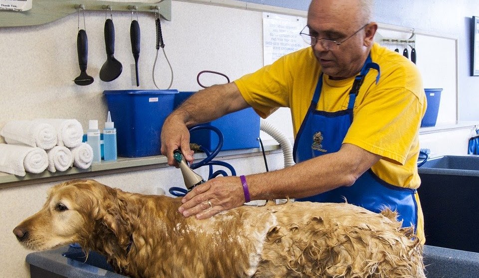 Your Favourite Pet Care & Grooming Guide