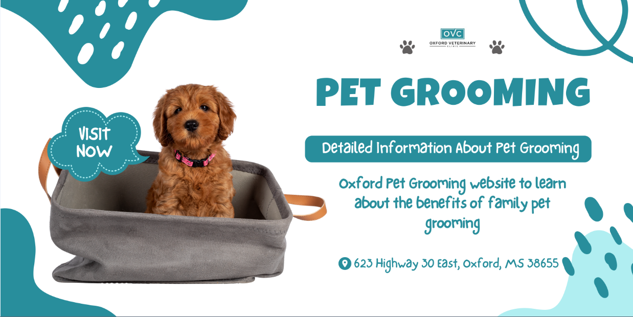 Detailed Information About Pet Grooming