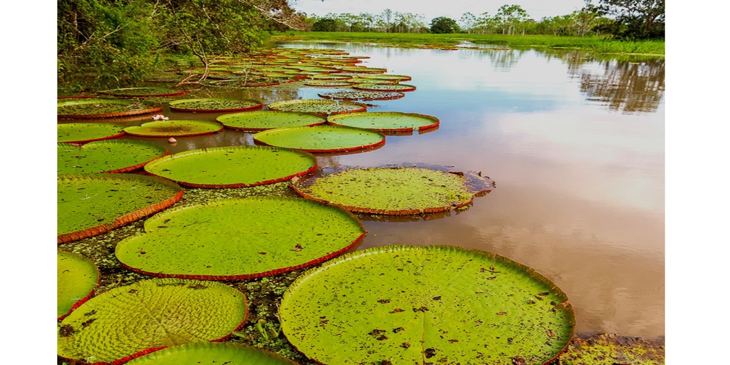 Safety tips you must not ignore during your Amazon River Cruise