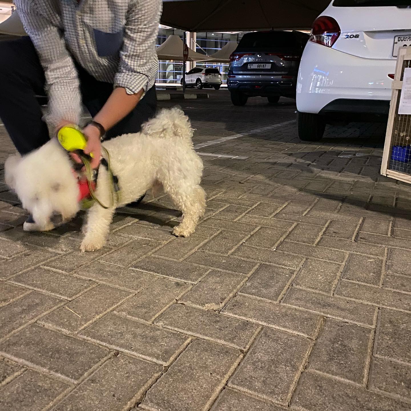 Pet Relocation Services