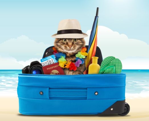 Blog | JetSet Pets | pet transport & travel company located Dubai