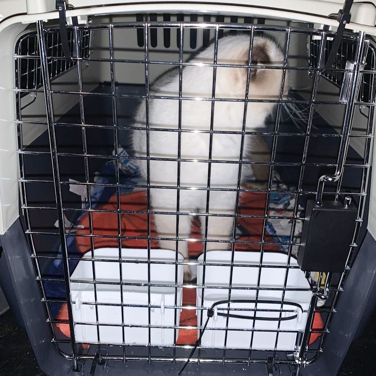 JetSet Pets - Sweet Scottish fold Lune arrived from Spain to UAE