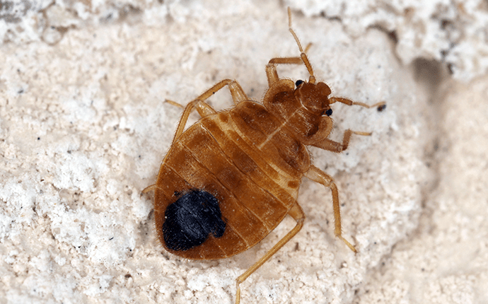 Bed Bug Treatment in Richmond VA