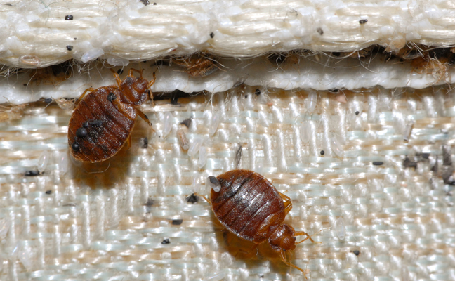 Bed Bug Extermination in Warrenton VA