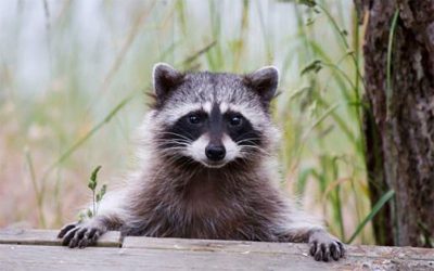 Raccoon removal Richmond Hill | Raccoon removal near me