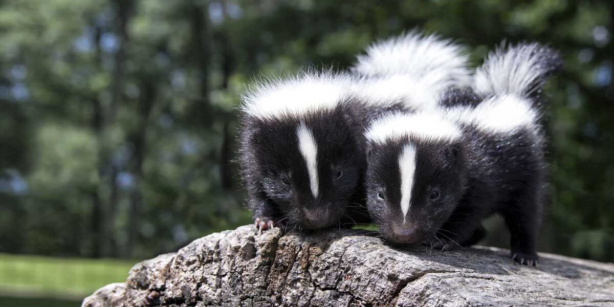 Skunk removal Richmond Hill | Empire Wildlife Removal