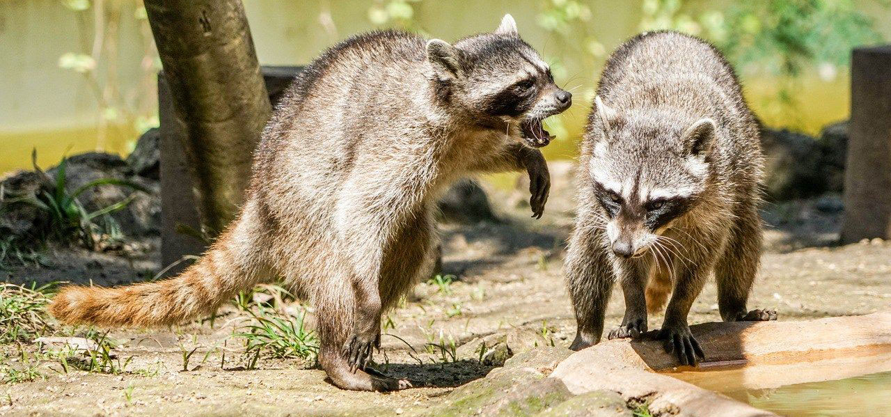 Wildlife Control & Animal Removal Richmond Hill