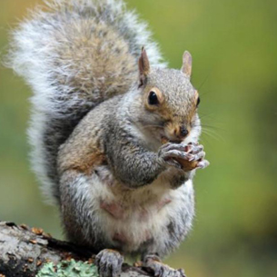 Squirrel removal Richmond Hill | Squirrel removal near me