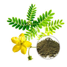 Tribulus terrestris Extract Powder