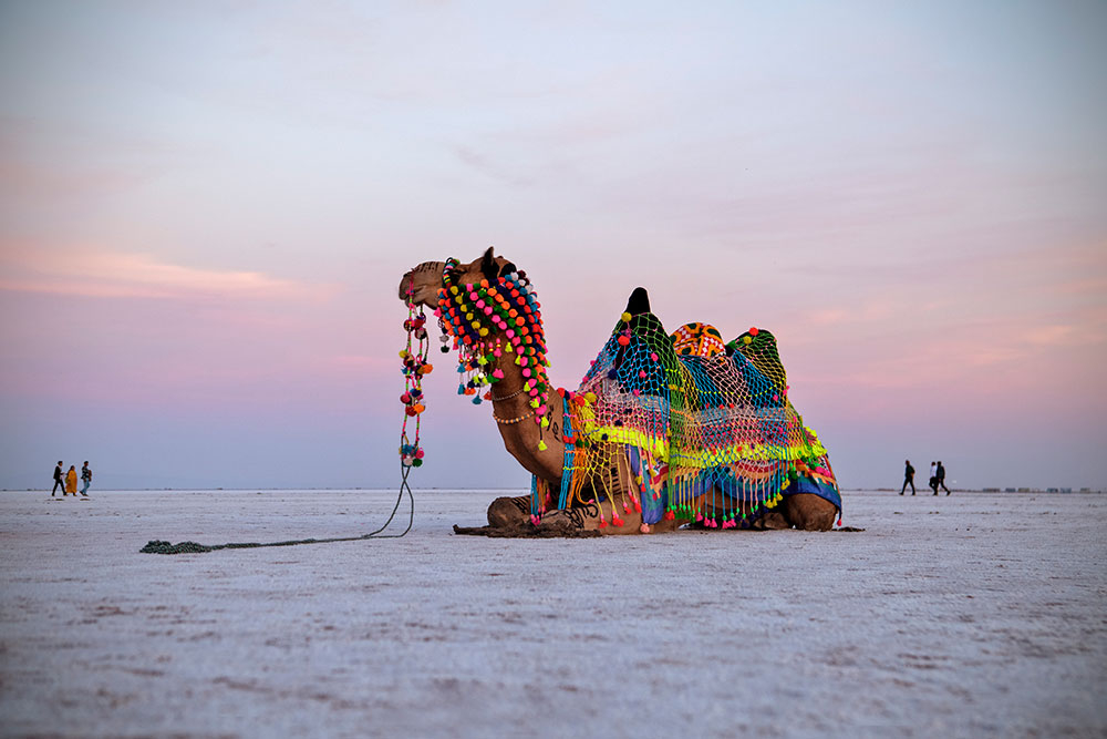 10 Things You Must Do At The Rann Utsav Festival!