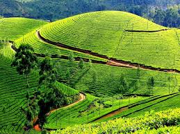 Munnar Day Tour@makeourmoments