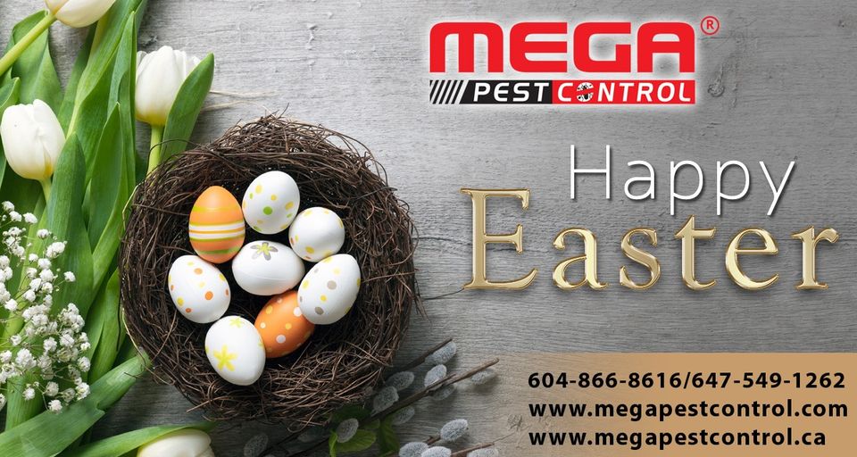 Pest Control Brampton