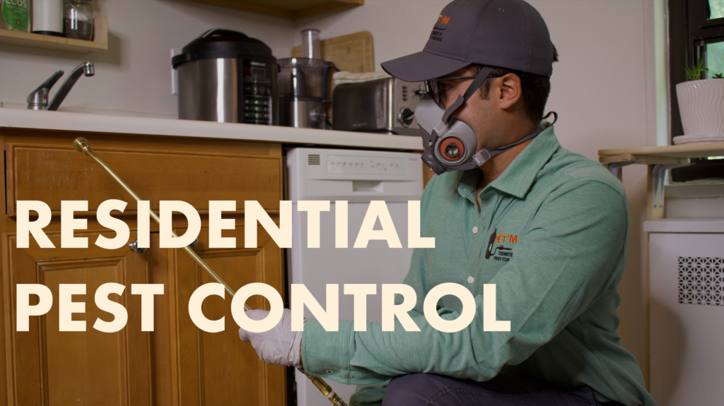 Insect Removal in Jersey City, Nj