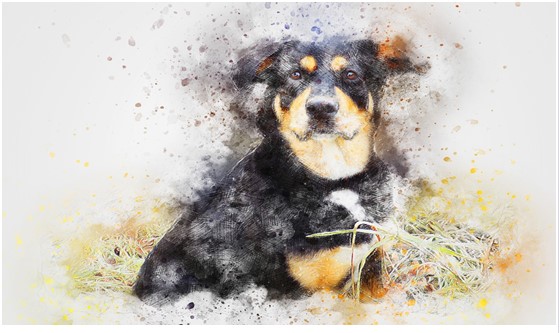FurryRoyal Pet Portraits: The Perfect Personalized Gift for Pet Lovers