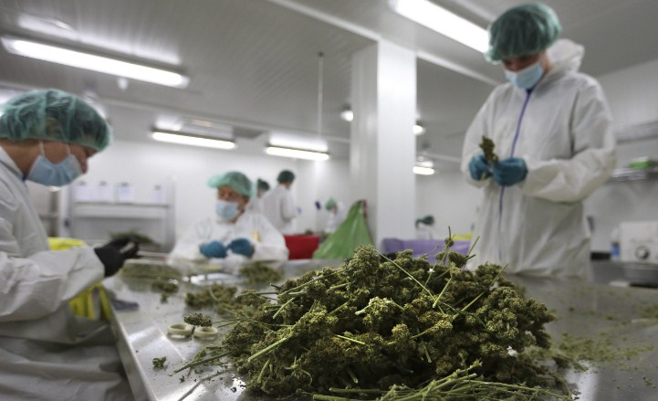 Buy Marijuana Online