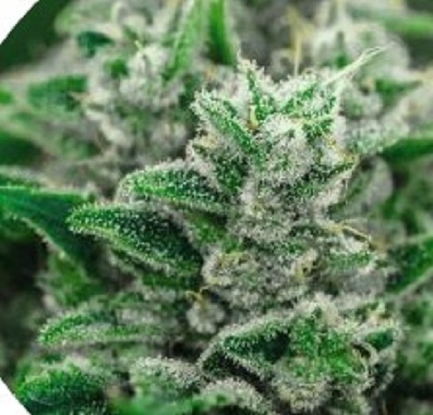 Cannabis weed dispensary UK