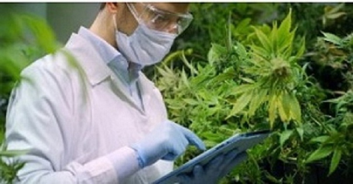 Legit marijuana dispensary USA