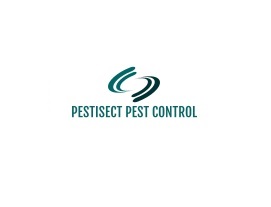 Ideas for Getting Rid of Carpenter Ants