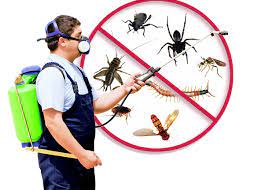 Look for the Best Pest Control The Gold Coast  