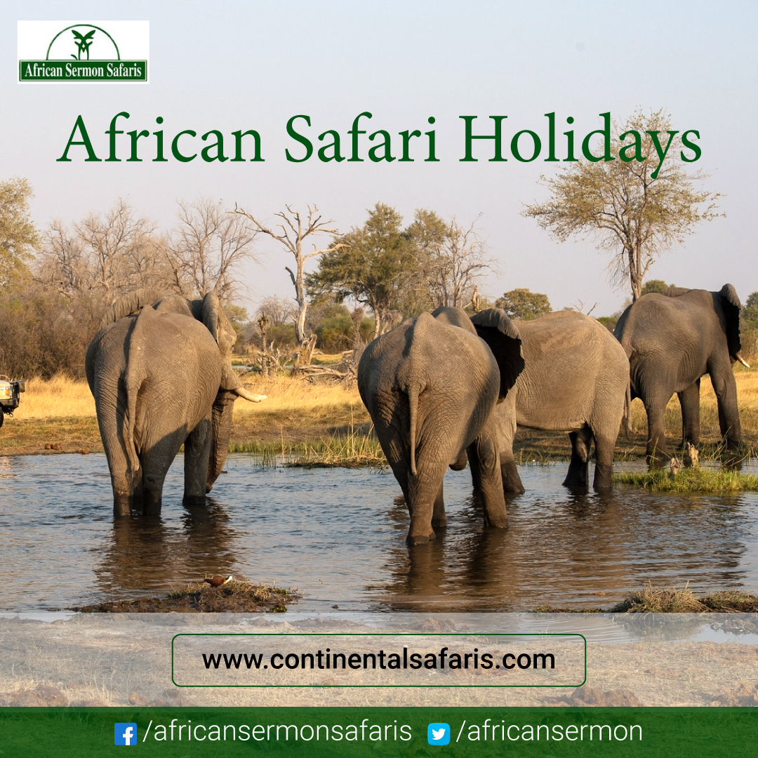 African Safari Holidays