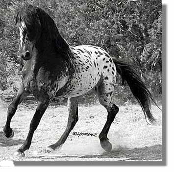 Appaloosa Horse Breed Information