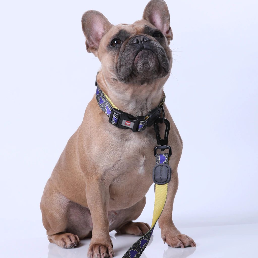 Buy Dog Collar Online At Affordable Cost at Toy Doggie Brand