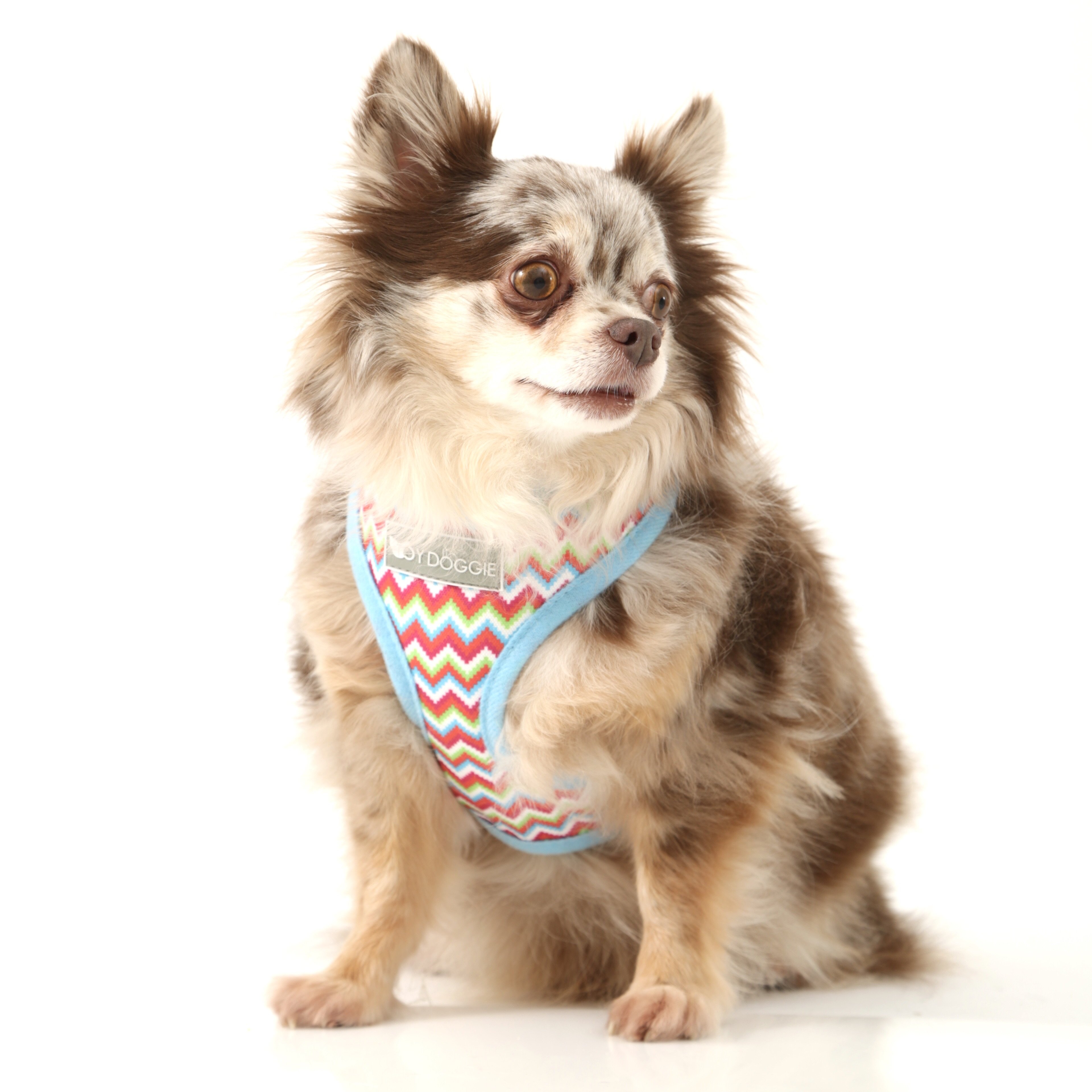 Shop for Beautiful Dog Accessories Online at the Best Prices