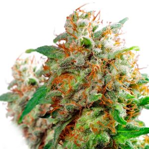 Amsterdam Pot