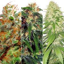 Emery Seeds